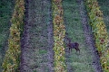 cerf (3)